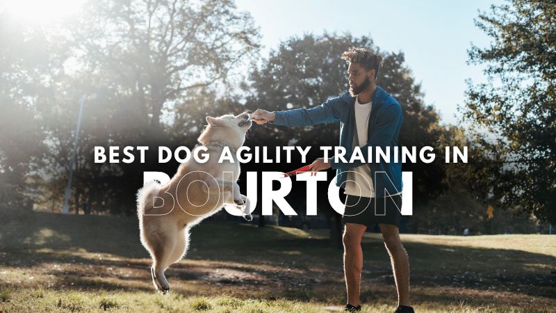 Best Dog Agility Training in Bourton