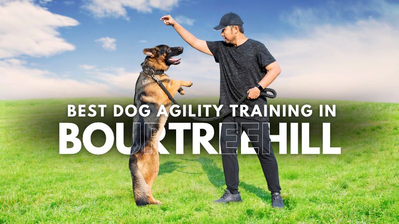 Best Dog Agility Training in Bourtreehill