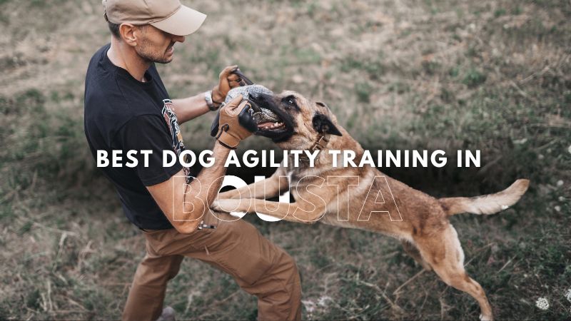 Best Dog Agility Training in Bousta