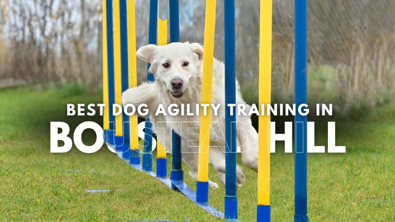 Best Dog Agility Training in Boustead Hill