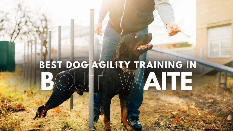 Best Dog Agility Training in Bouthwaite