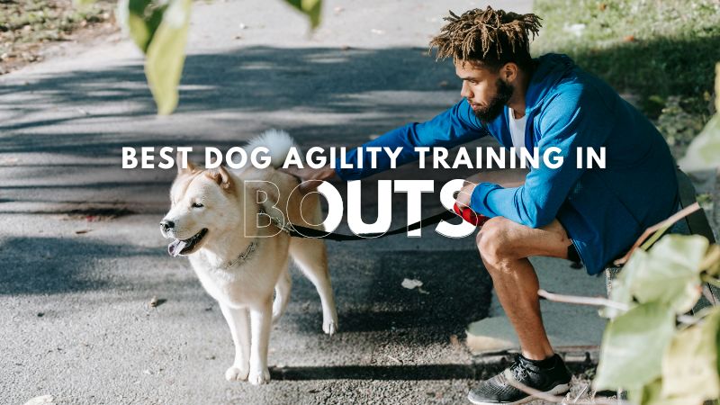 Best Dog Agility Training in Bouts