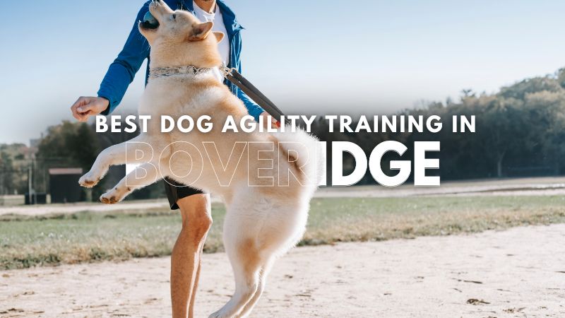 Best Dog Agility Training in Boveridge
