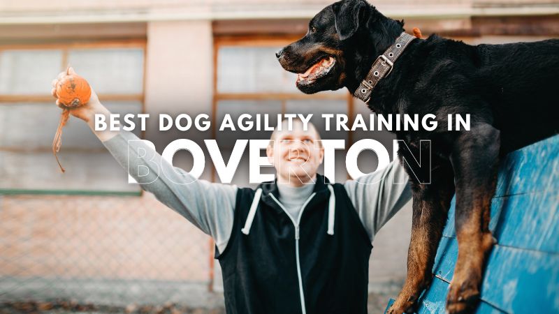 Best Dog Agility Training in Boverton