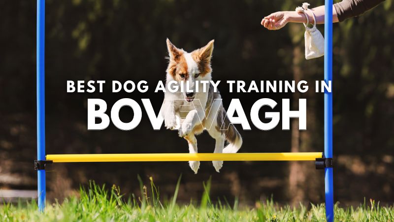 Best Dog Agility Training in Bovevagh