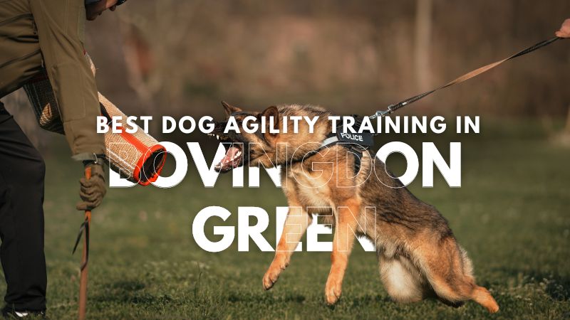 Best Dog Agility Training in Bovingdon Green