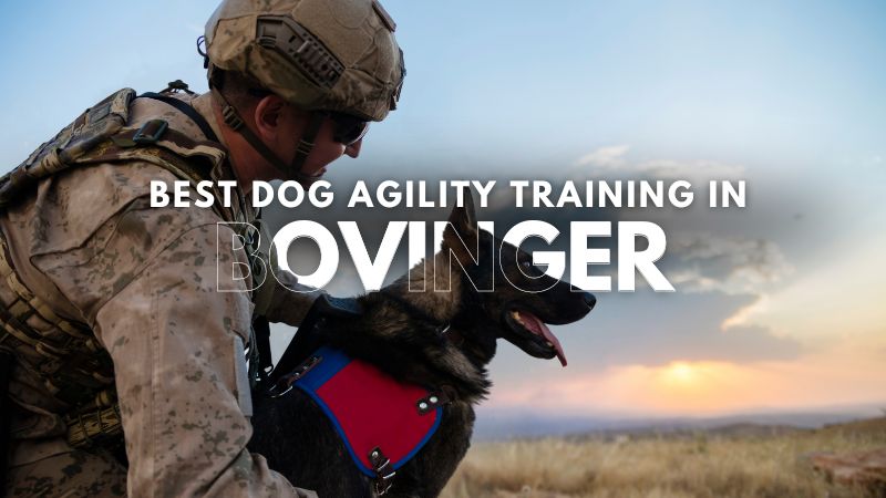 Best Dog Agility Training in Bovinger