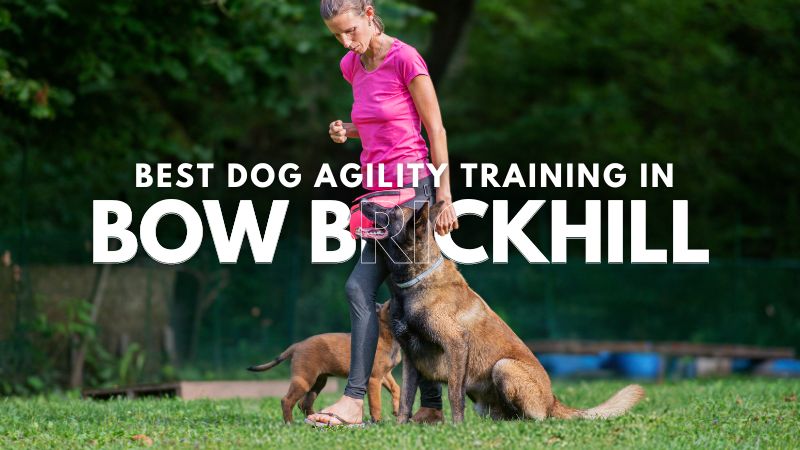 Best Dog Agility Training in Bow Brickhill