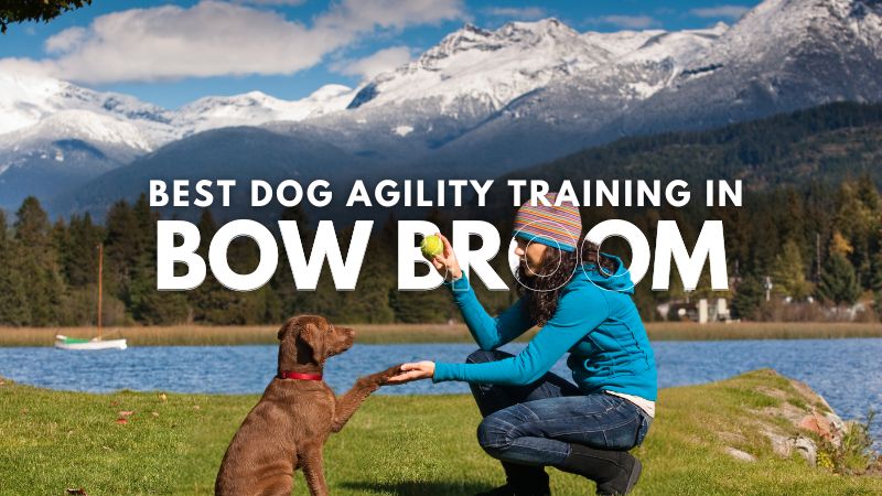 Best Dog Agility Training in Bow Broom