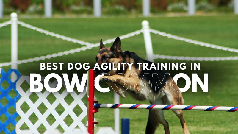 Best Dog Agility Training in Bow Common