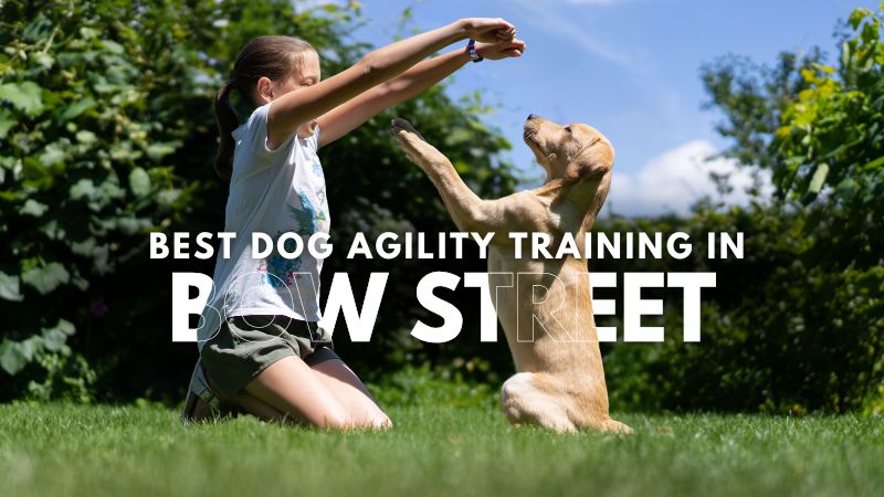 Best Dog Agility Training in Bow Street