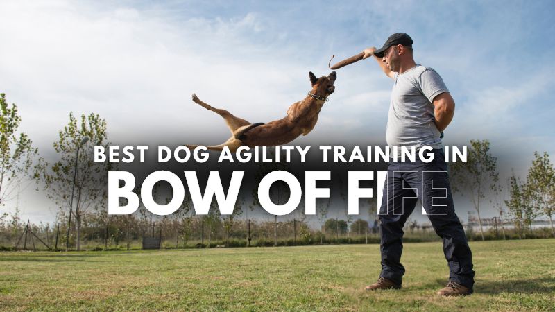 Best Dog Agility Training in Bow of Fife
