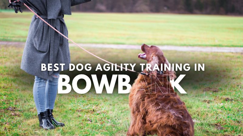 Best Dog Agility Training in Bowbank