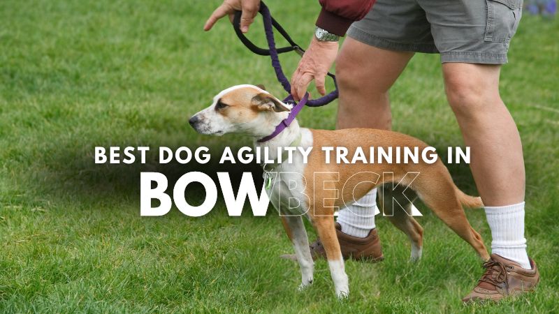 Best Dog Agility Training in Bowbeck