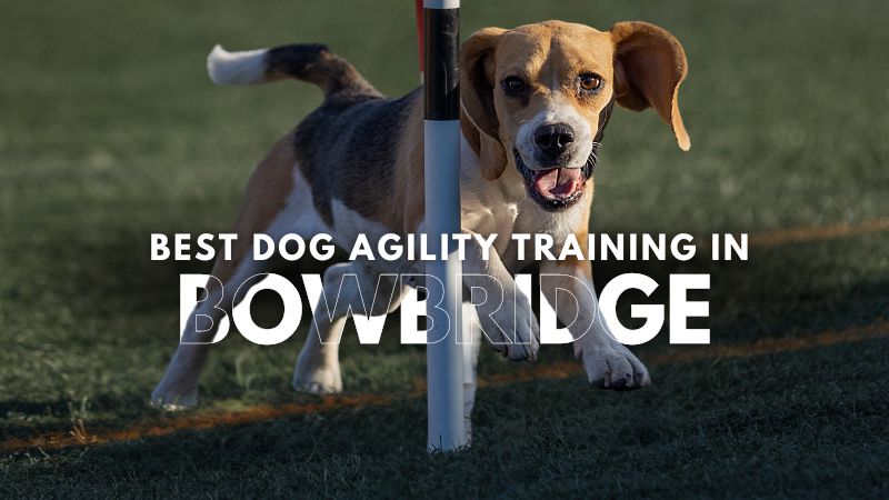 Best Dog Agility Training in Bowbridge