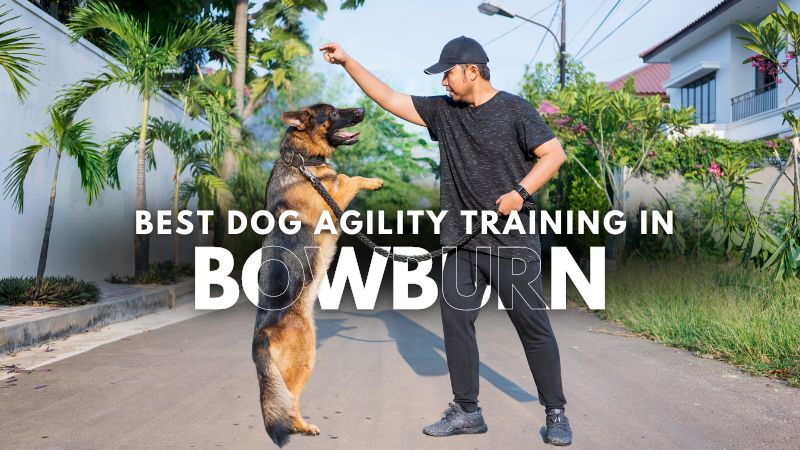 Best Dog Agility Training in Bowburn
