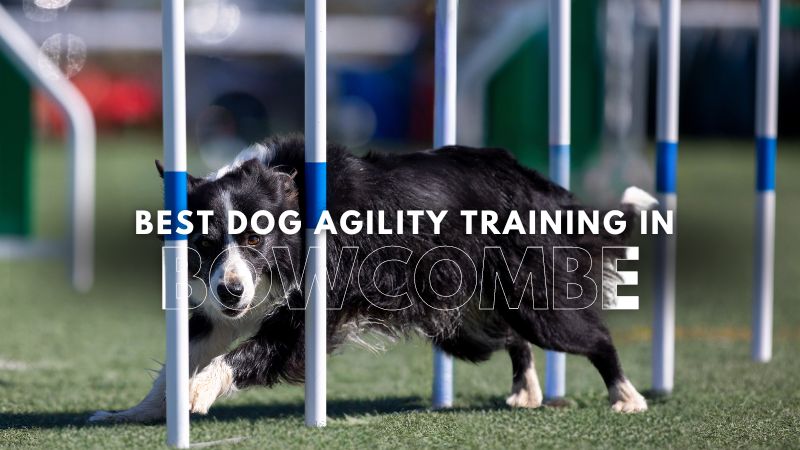 Best Dog Agility Training in Bowcombe