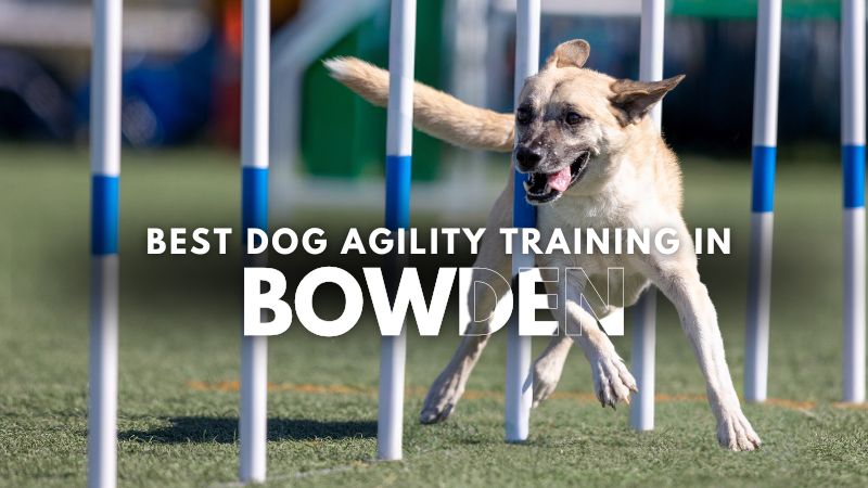 Best Dog Agility Training in Bowden