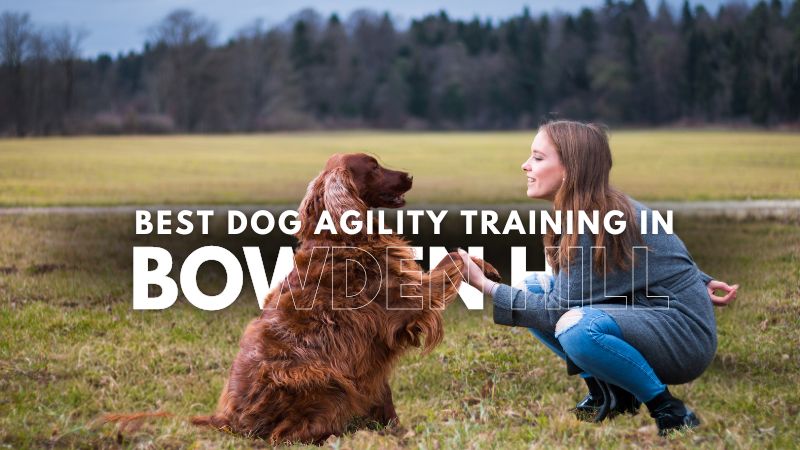 Best Dog Agility Training in Bowden Hill