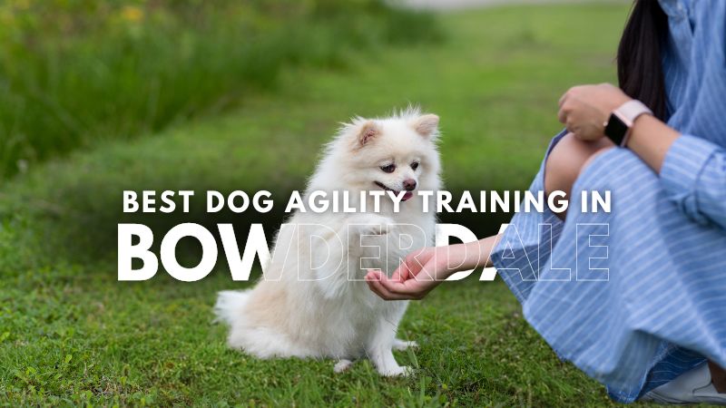 Best Dog Agility Training in Bowderdale