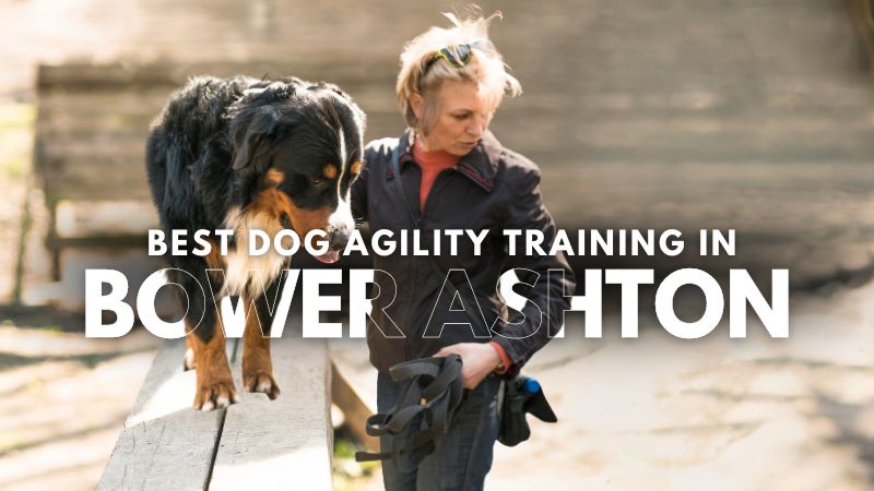 Best Dog Agility Training in Bower Ashton