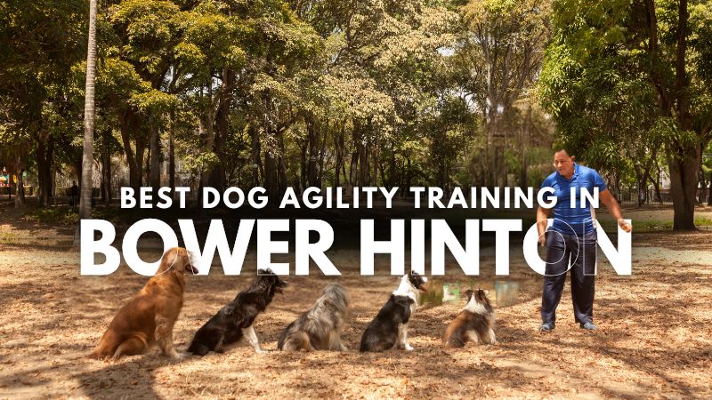 Best Dog Agility Training in Bower Hinton