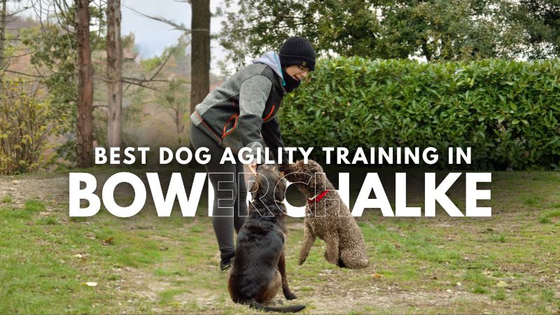 Best Dog Agility Training in Bowerchalke
