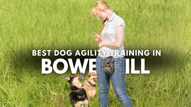 Best Dog Agility Training in Bowerhill