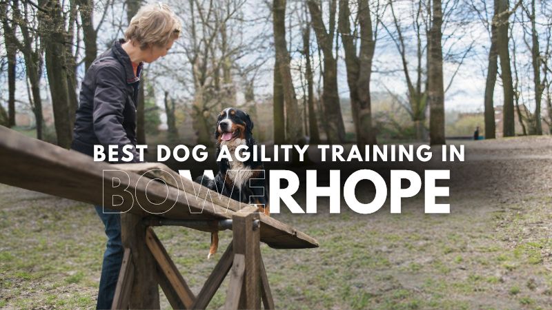 Best Dog Agility Training in Bowerhope