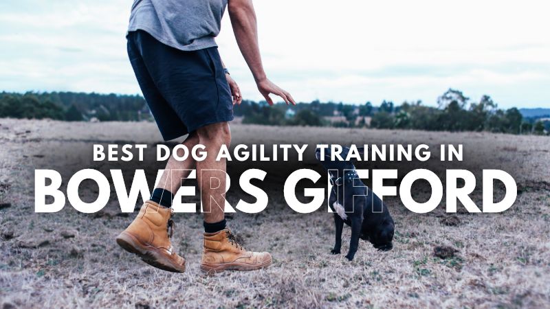 Best Dog Agility Training in Bowers Gifford