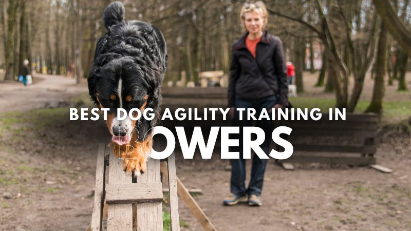 Best Dog Agility Training in Bowers