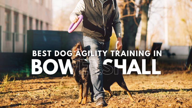 Best Dog Agility Training in Bowershall