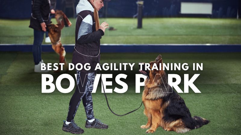 Best Dog Agility Training in Bowes Park