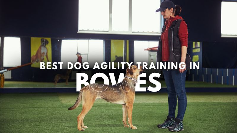 Best Dog Agility Training in Bowes