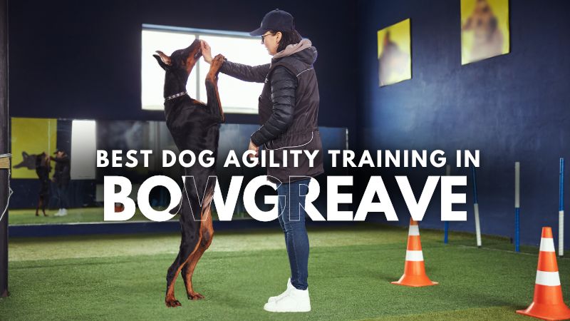 Best Dog Agility Training in Bowgreave