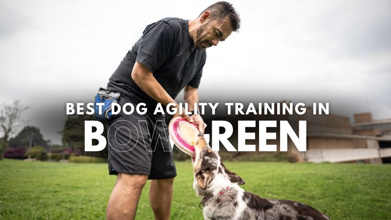 Best Dog Agility Training in Bowgreen