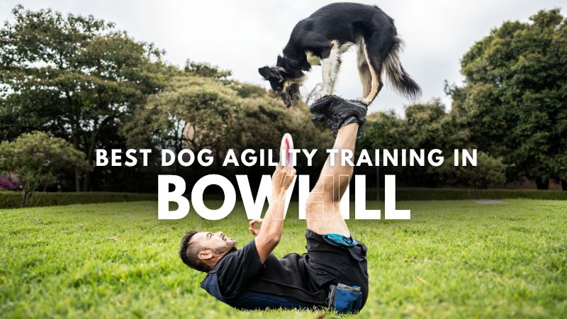 Best Dog Agility Training in Bowhill