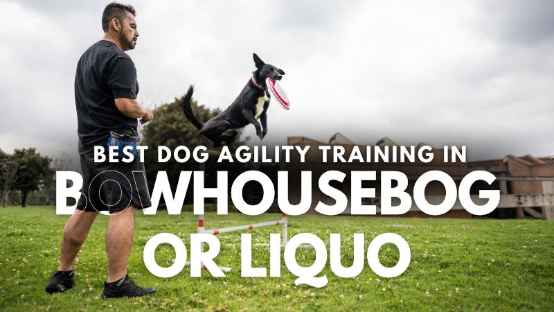 Best Dog Agility Training in Bowhousebog or Liquo
