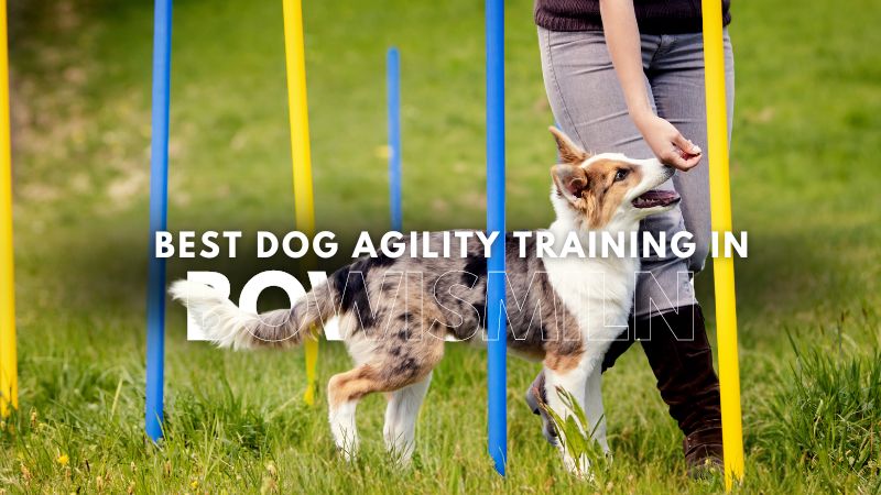 Best Dog Agility Training in Bowismiln