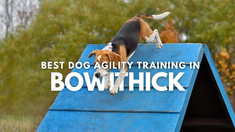 Best Dog Agility Training in Bowithick