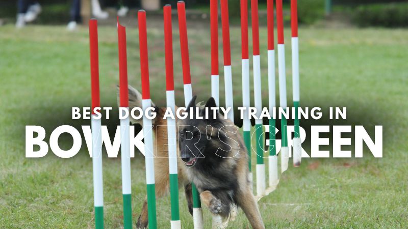 Best Dog Agility Training in Bowker's Green