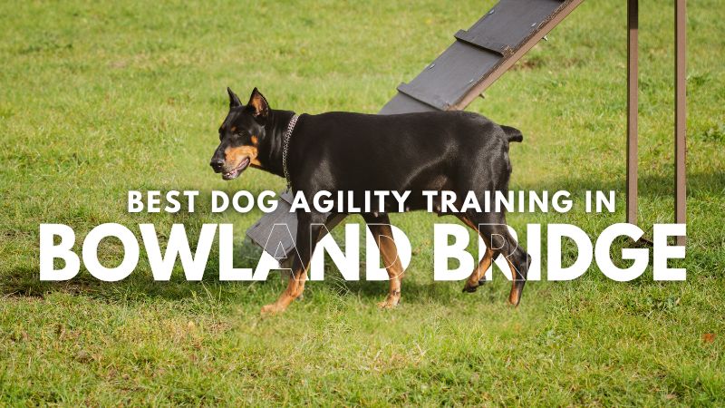 Best Dog Agility Training in Bowland Bridge
