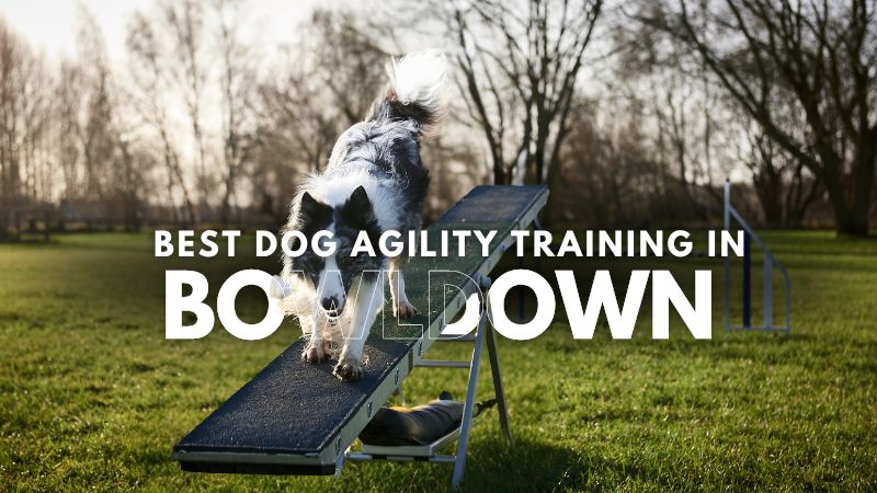 Best Dog Agility Training in Bowldown