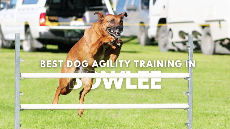Best Dog Agility Training in Bowlee