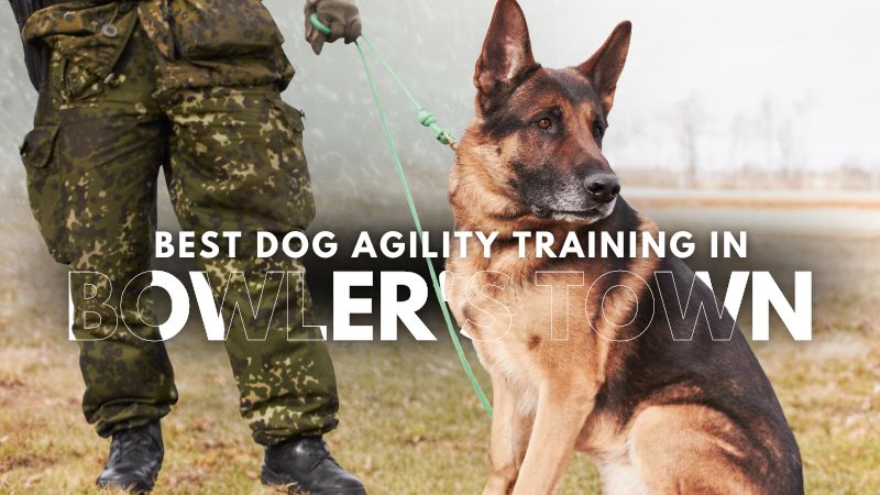 Best Dog Agility Training in Bowler's Town