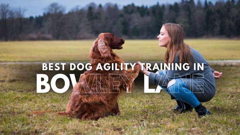 Best Dog Agility Training in Bowley Lane