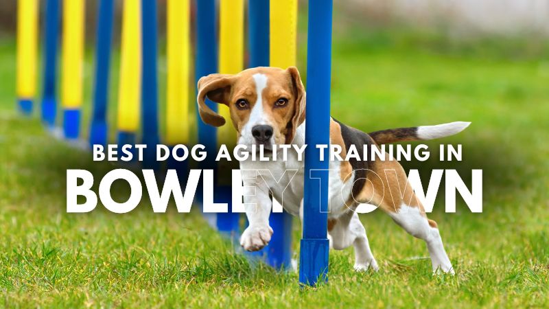 Best Dog Agility Training in Bowley Town