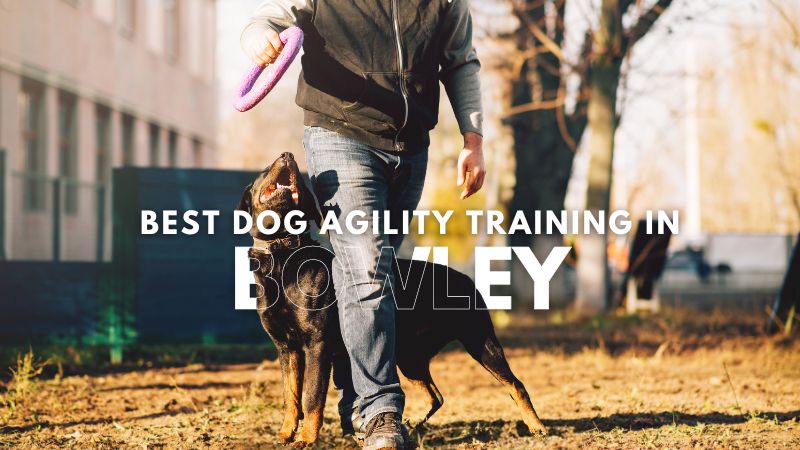 Best Dog Agility Training in Bowley