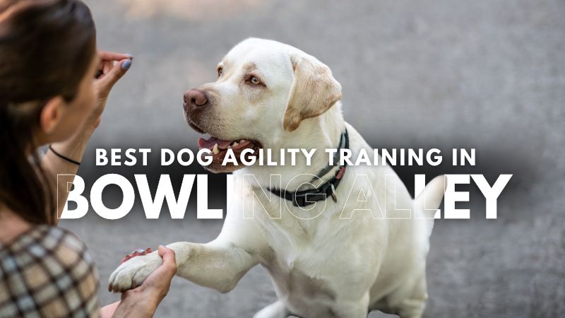 Best Dog Agility Training in Bowling Alley