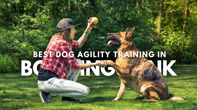 Best Dog Agility Training in Bowling Bank